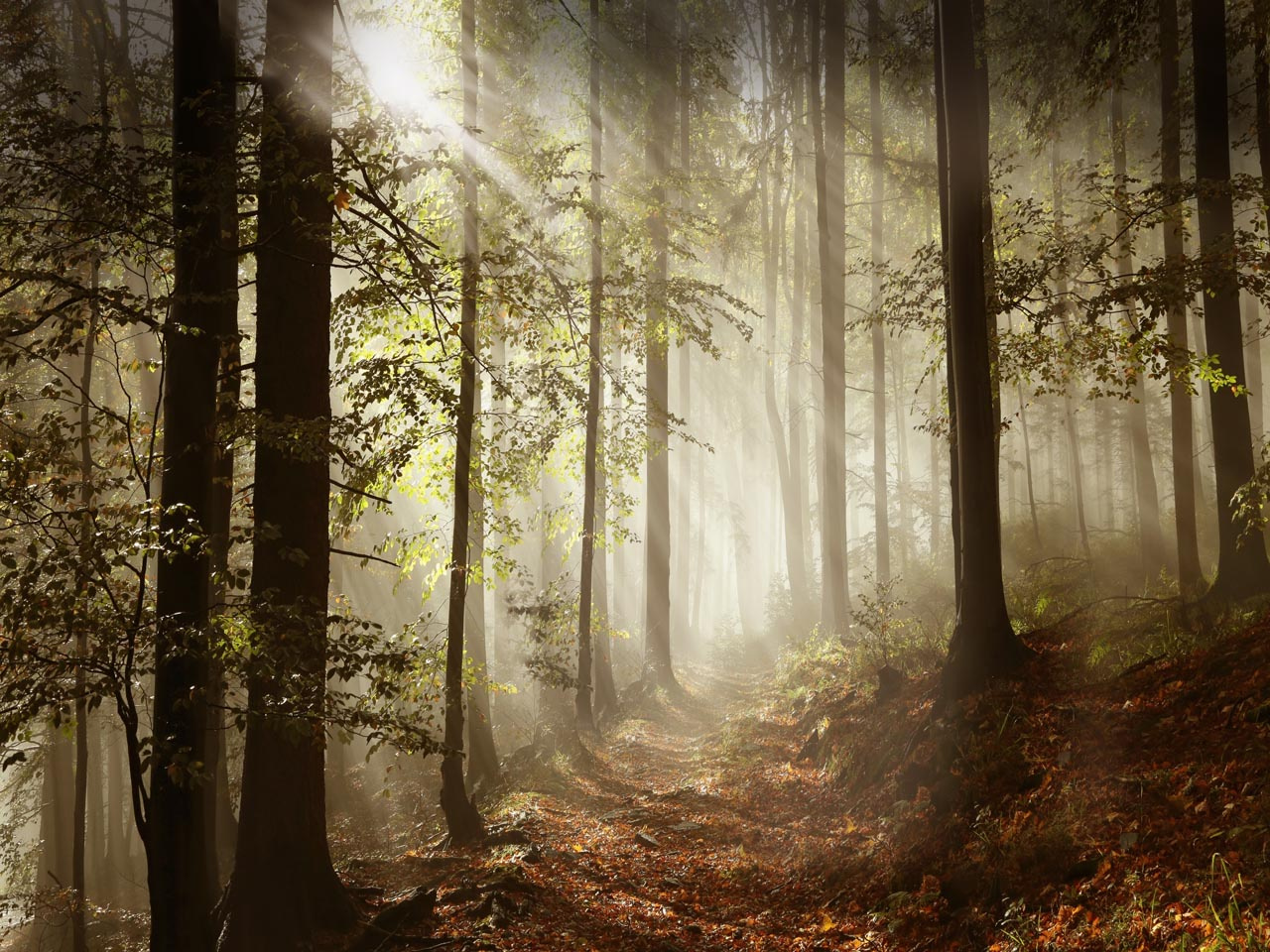 Фотообои Осенний туманный лес